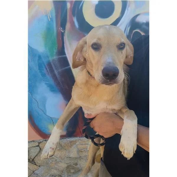 Kikka, NERO FOCATO female 7yo mixed breed for adoption at Canile Shardana, Sardegna