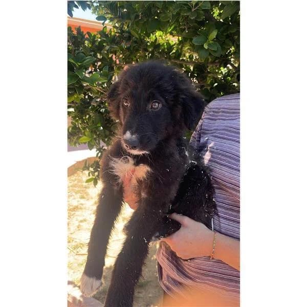 Guru, BIANCO ARANCIO male 5yo mixed breed for adoption at Canile Shardana, Sardegna