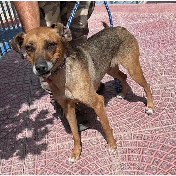 CARLITO, FULVO male young mixed breed for adoption at Canile Shardana, Sardegna