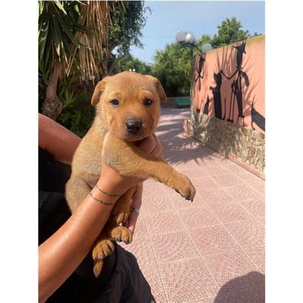 NATHAN, FULVO BIANCO male puppy mixed breed for adoption at Canile Shardana, Sardegna
