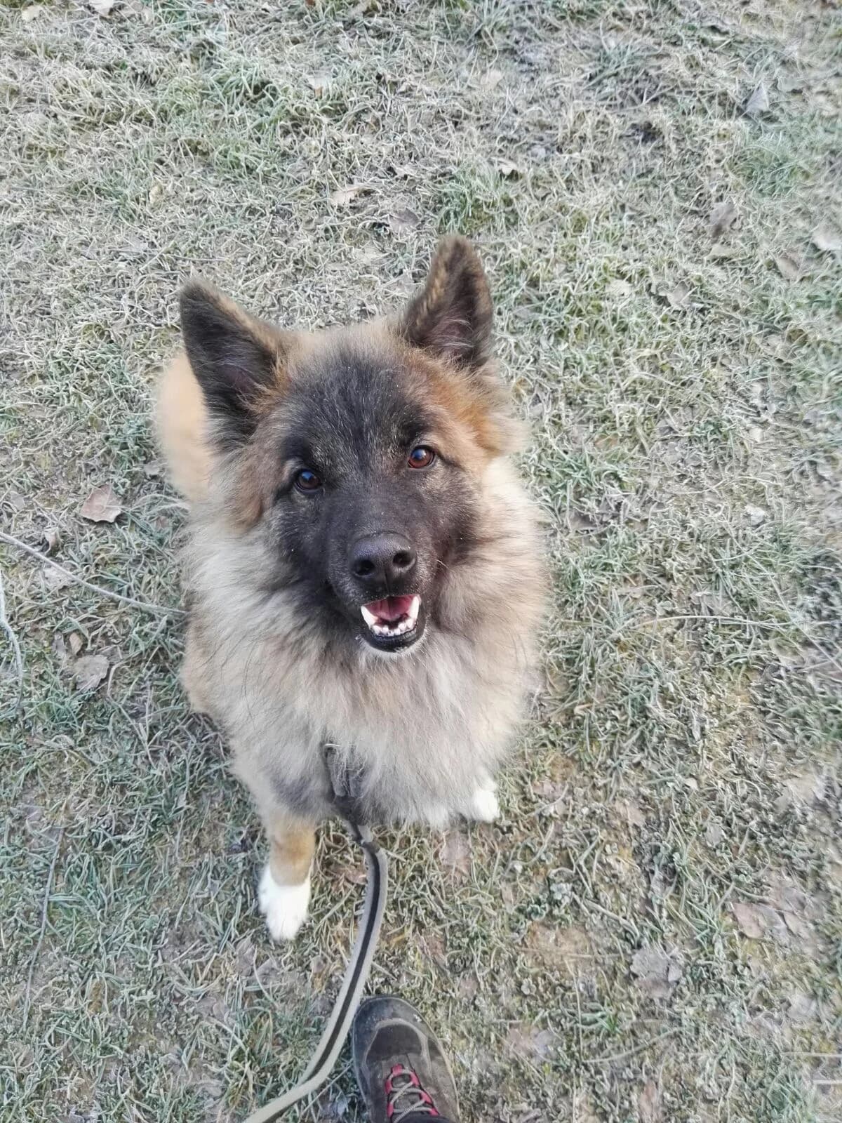 Zed, male senior Mixed Breed for adoption at Canile Il Vagabondo, Bologna (Emilia-Romagna)
