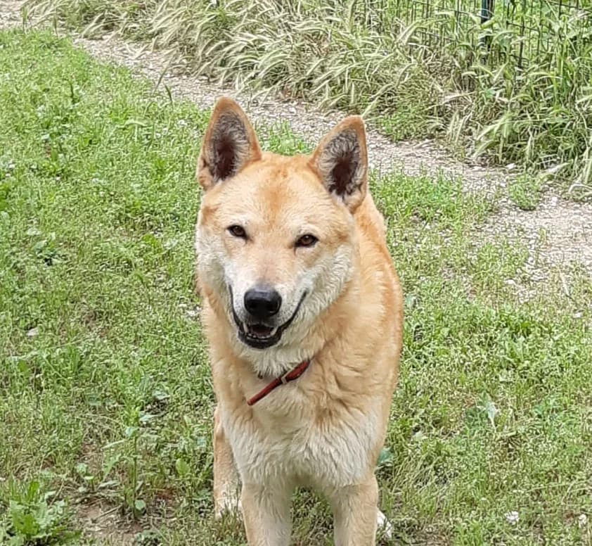Pongo, male senior Mixed Breed for adoption at Canile Il Vagabondo, Bologna (Emilia-Romagna)