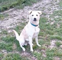 Fiocco, male 7yo Mixed Breed for adoption at Canile Il Vagabondo, Bologna (Emilia-Romagna)