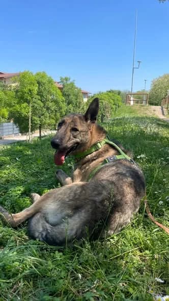 Nando, male young Mixed Breed for adoption at Canile Rifugio di Brescia, Brescia