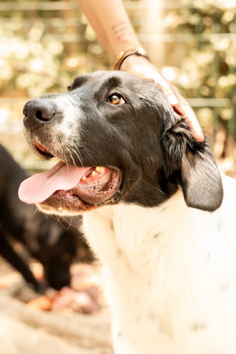 Argo, male young Mixed Breed for adoption at Canile Rifugio di Brescia, Brescia