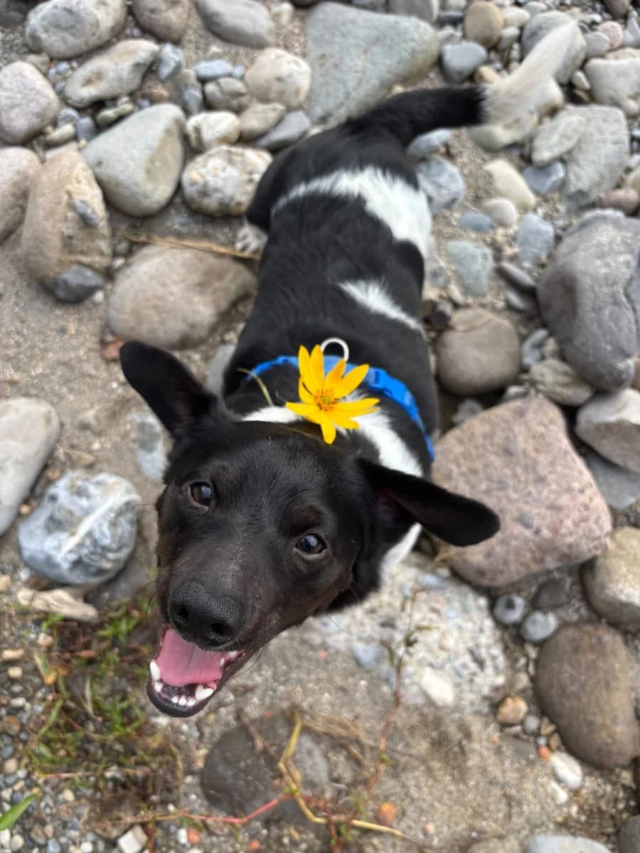 Bigio, male 6yo Mixed Breed for adoption at Canile Rifugio di Brescia, Brescia