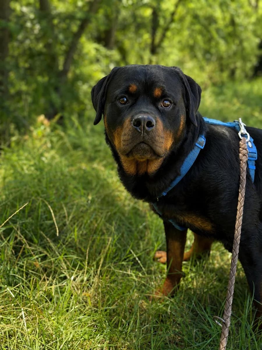 Punto, male 3yo Mixed Breed for adoption at Canile Rifugio di Brescia, Brescia