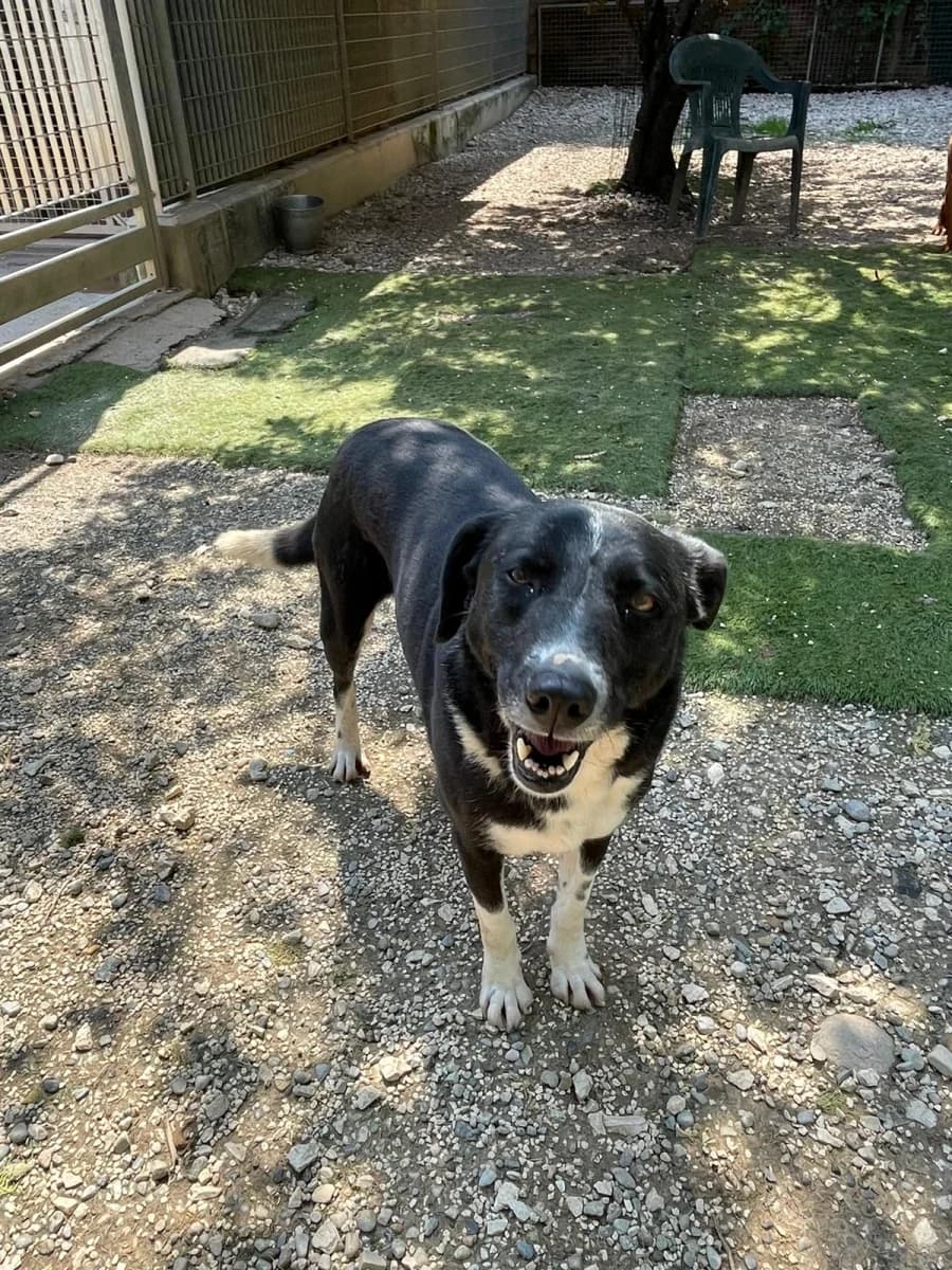 Dolly, female 7yo Mixed Breed for adoption at Canile Rifugio di Brescia, Brescia