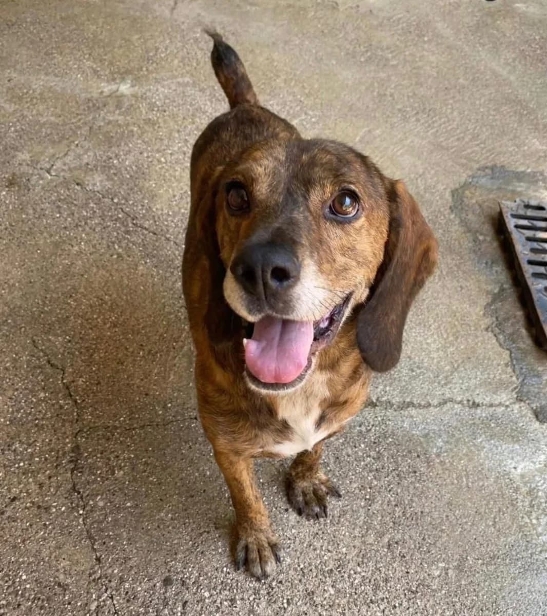 Ciruzzo, male 3yo Mixed Breed for adoption at Canile Rifugio di Brescia, Brescia
