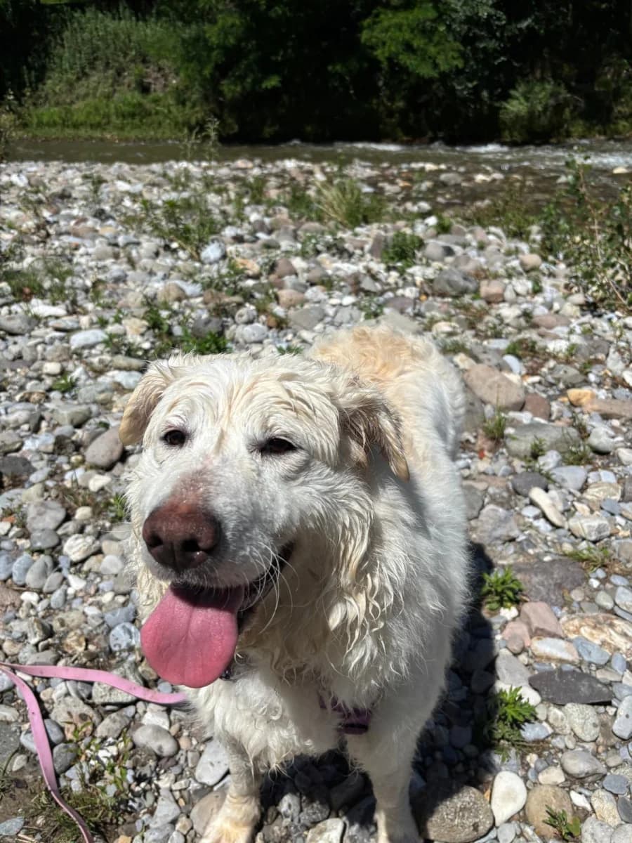 Connie, female 6yo Mixed Breed for adoption at Canile Rifugio di Brescia, Brescia