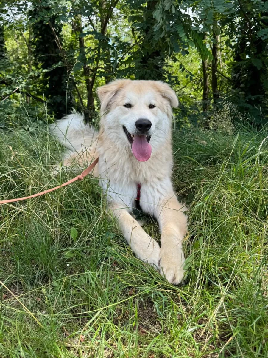 Aldo, male young Mixed Breed for adoption at Canile Rifugio di Brescia, Brescia