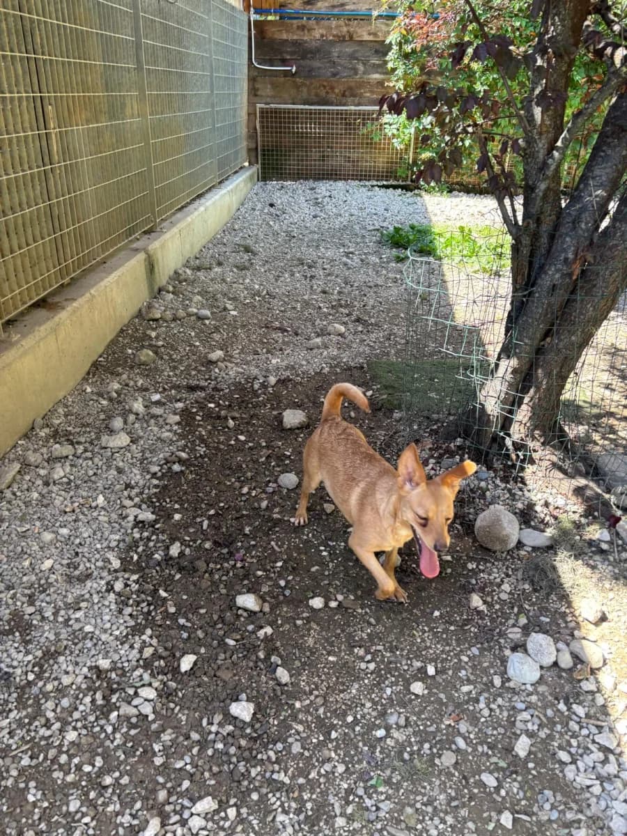 Milly, female young Mixed Breed for adoption at Canile Rifugio di Brescia, Brescia