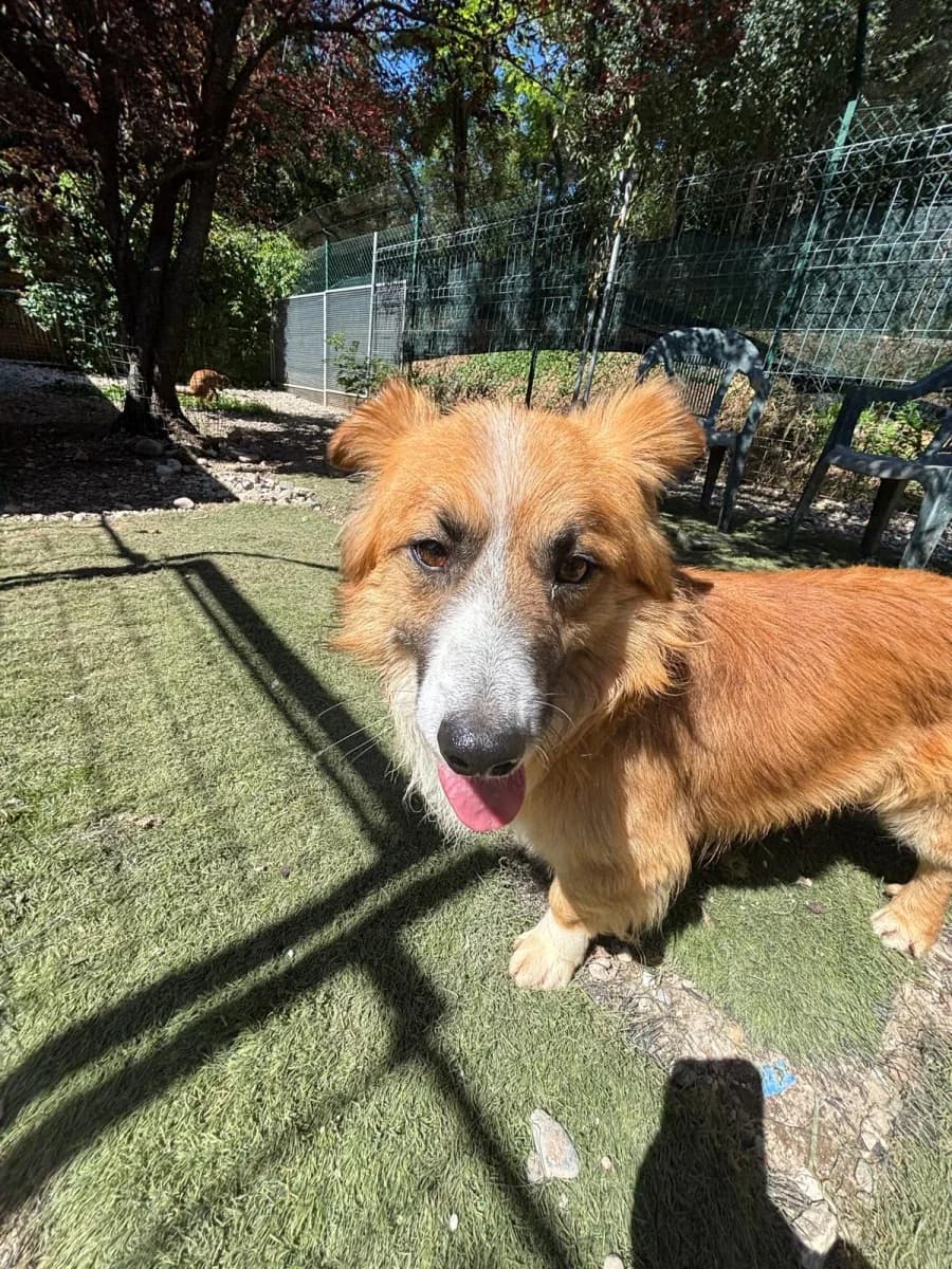 Fido, male 3yo Mixed Breed for adoption at Canile Rifugio di Brescia, Brescia