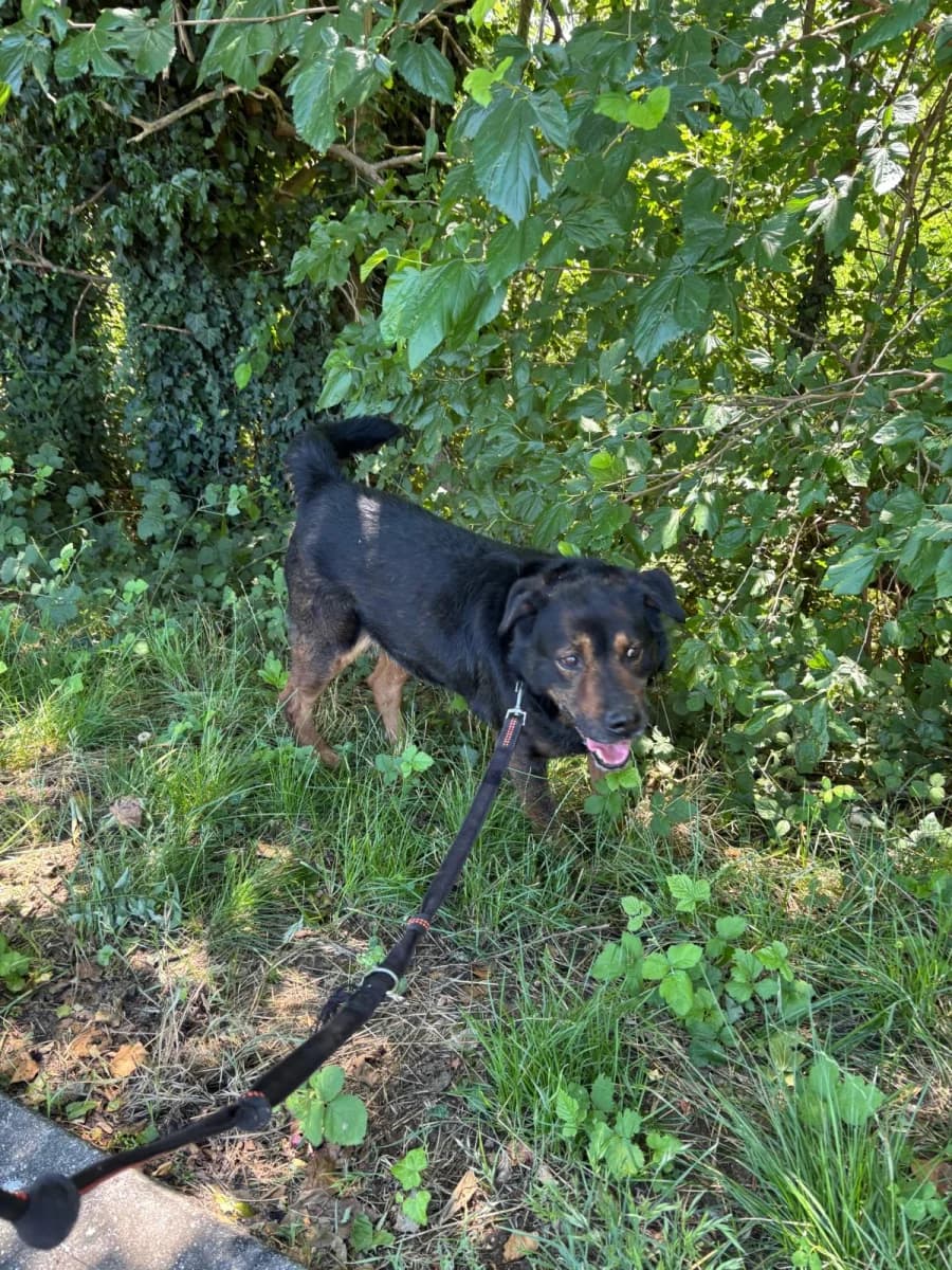 Edo, male senior Mixed Breed for adoption at Canile Rifugio di Brescia, Brescia