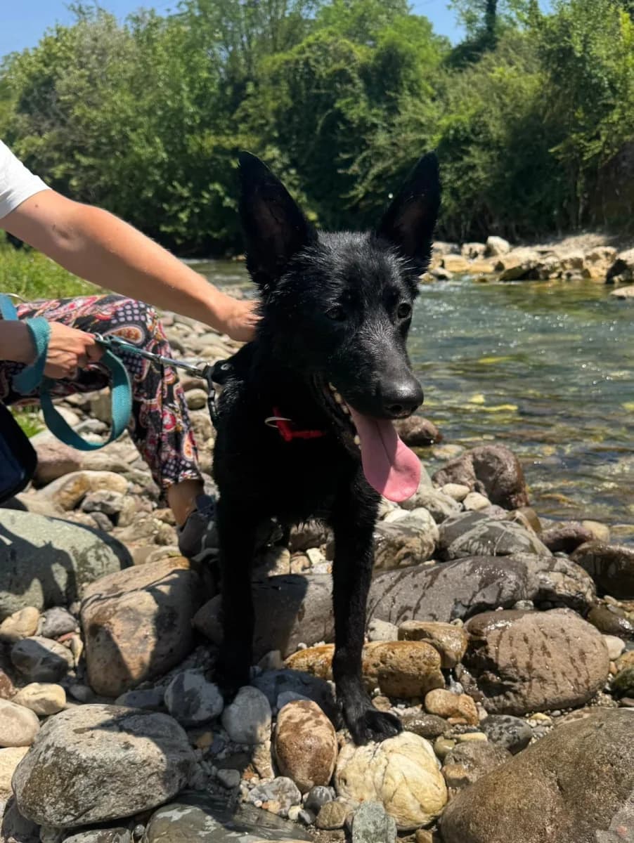 Lia, female puppy Mixed Breed for adoption at Canile Rifugio di Brescia, Brescia