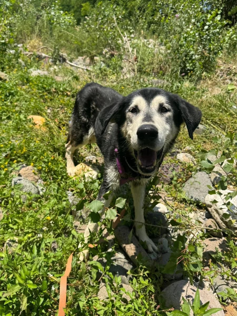 King, male senior Mixed Breed for adoption at Canile Rifugio di Brescia, Brescia