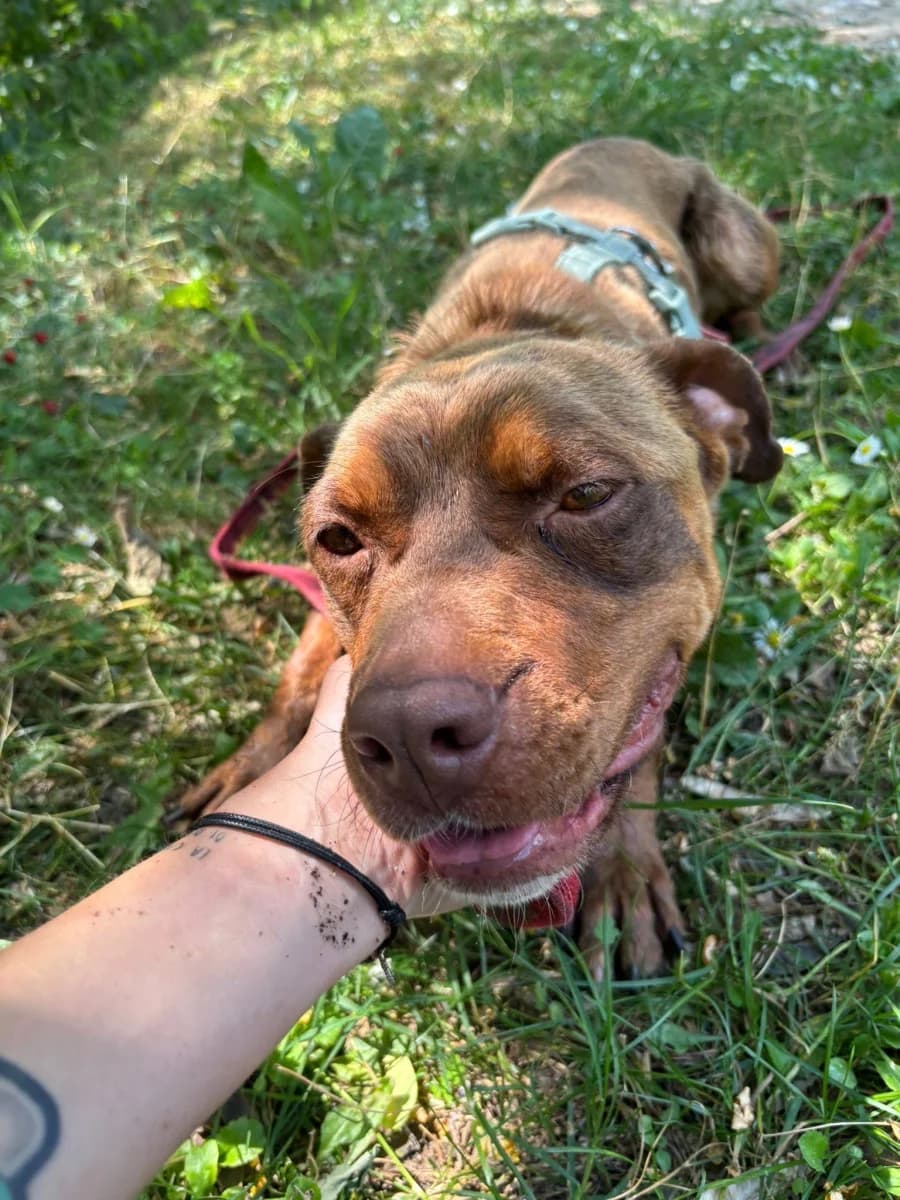 Briciola, female 4yo Mixed Breed for adoption at Canile Rifugio di Brescia, Brescia
