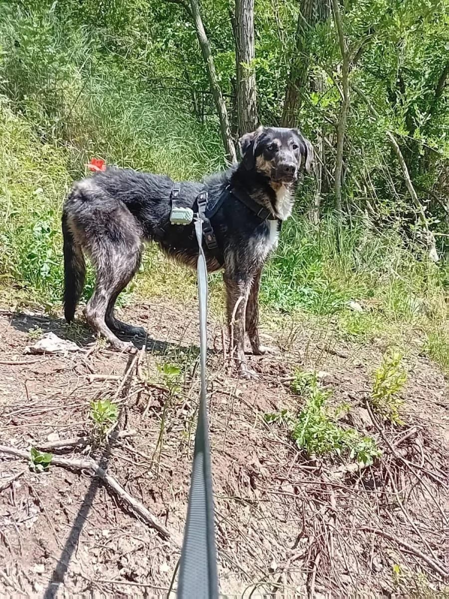 Baloo, male young Mixed Breed for adoption at Canile Rifugio di Brescia, Brescia