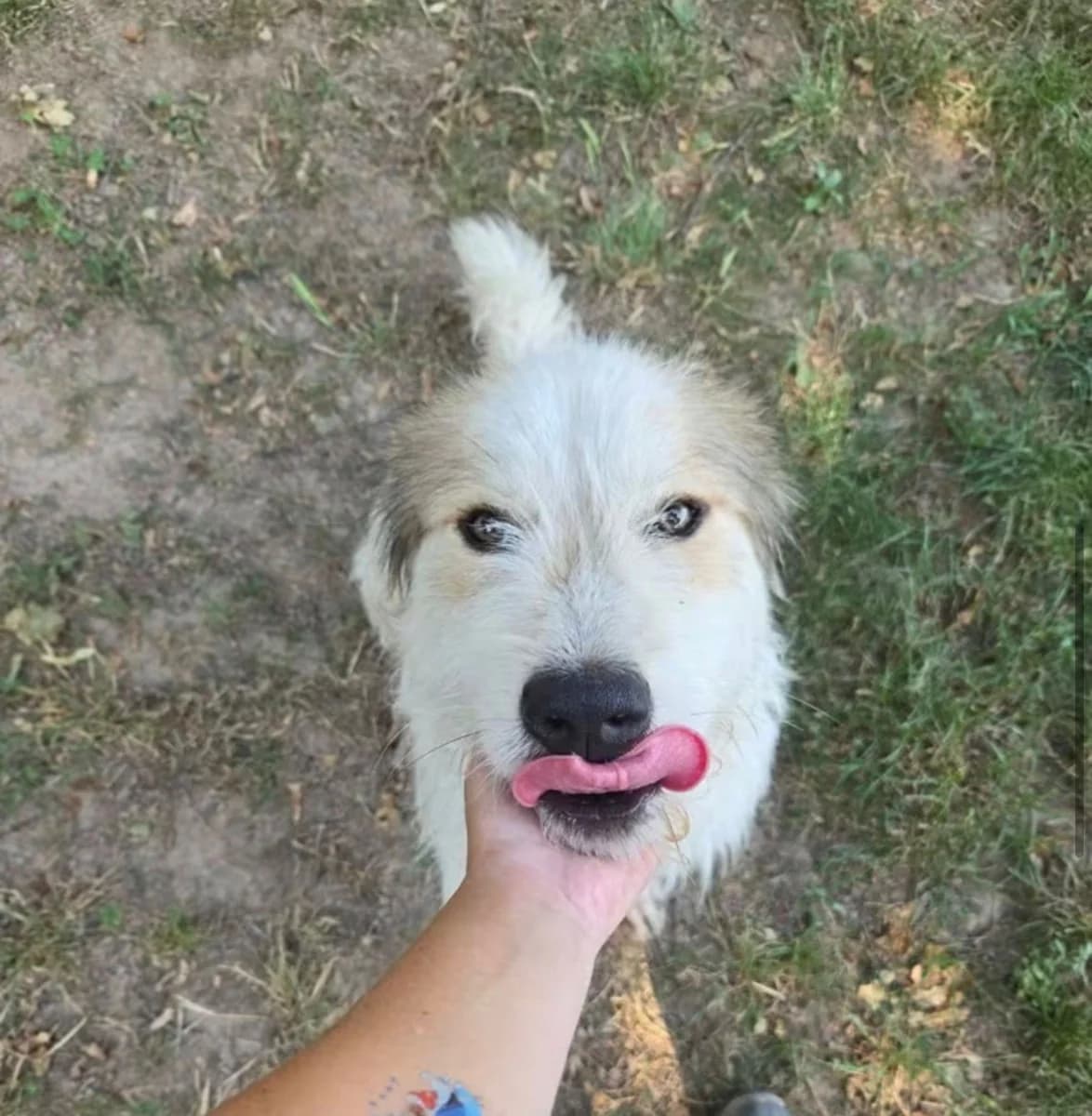Vallo, male young Mixed Breed for adoption at Canile Rifugio di Brescia, Brescia
