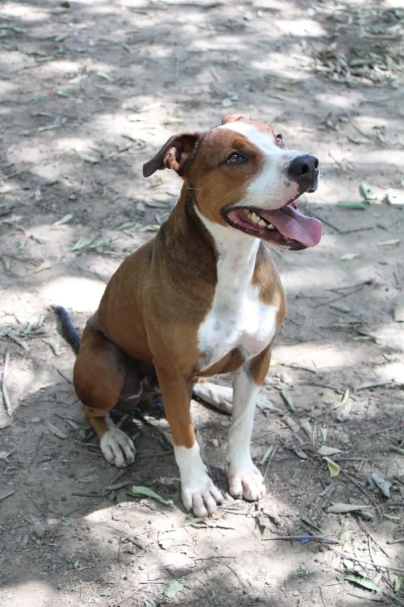 Tyson, male 7yo Mixed Breed for adoption at Canile Rifugio di Brescia, Brescia