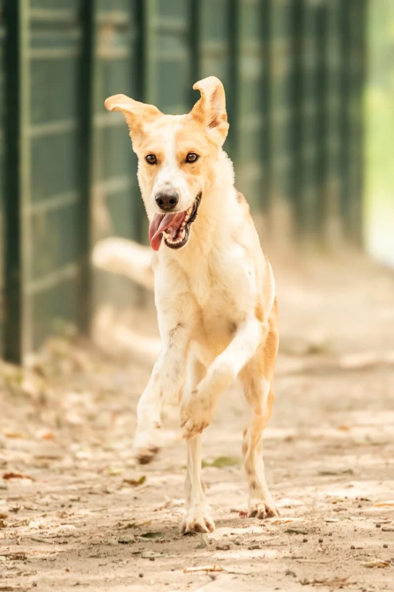 Kira, female young Mixed Breed for adoption at Canile Rifugio di Brescia, Brescia