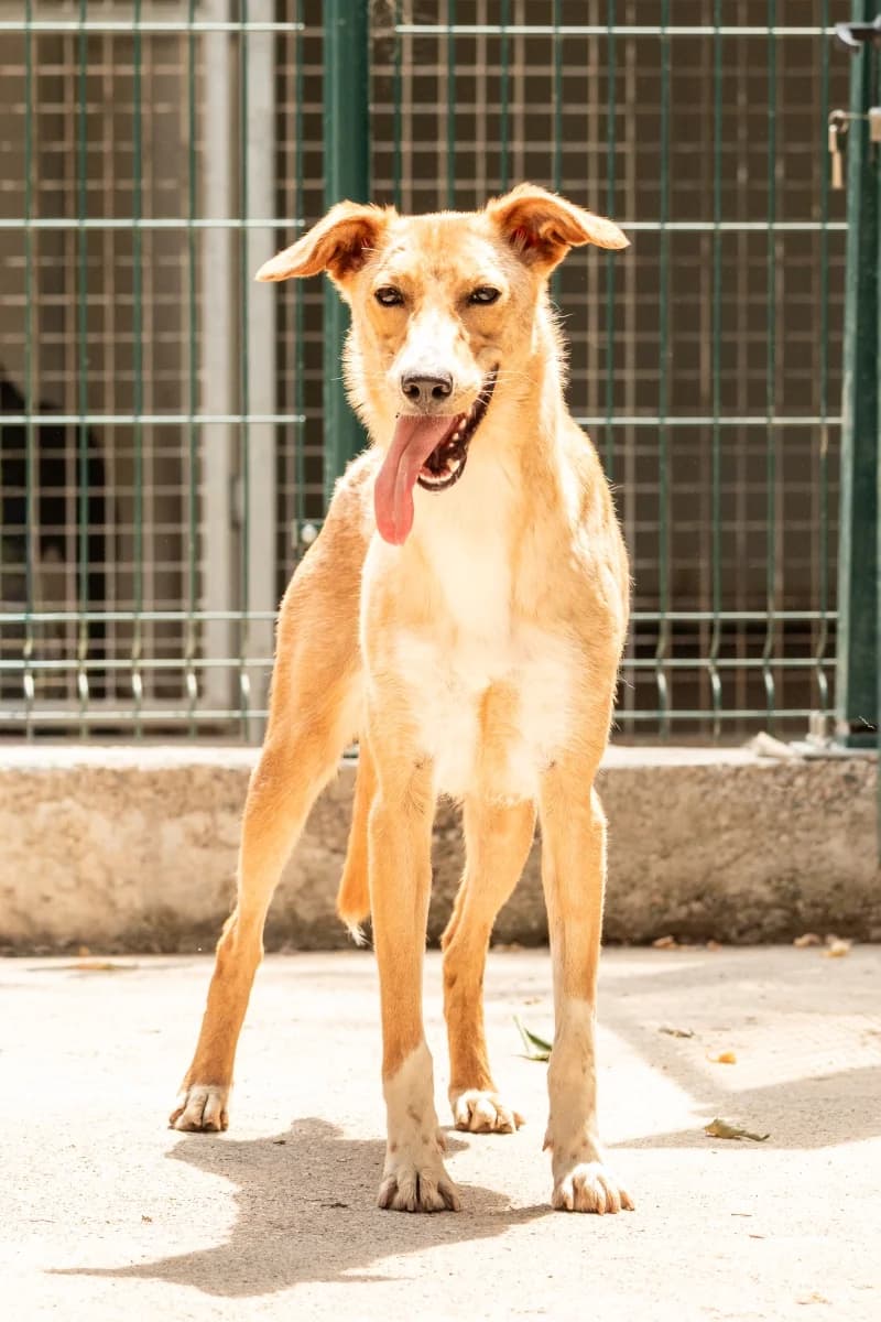 Fida, female young Mixed Breed for adoption at Canile Rifugio di Brescia, Brescia