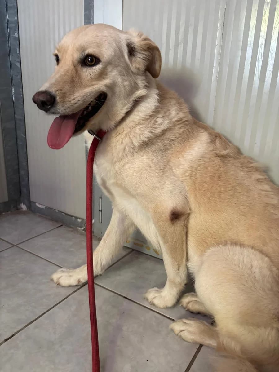 Nana', female young Mixed Breed for adoption at Canile Rifugio di Brescia, Brescia