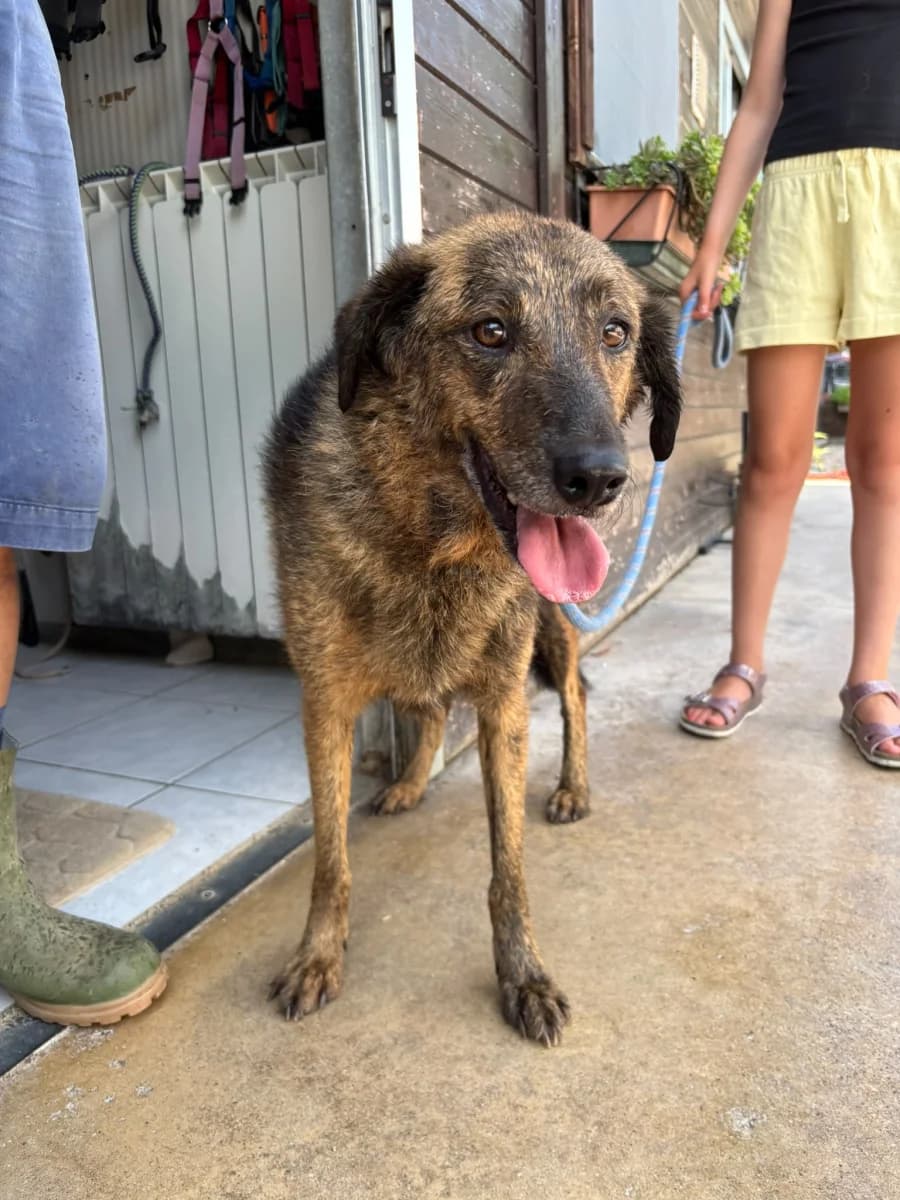 Dana, female 5yo Mixed Breed for adoption at Canile Rifugio di Brescia, Brescia