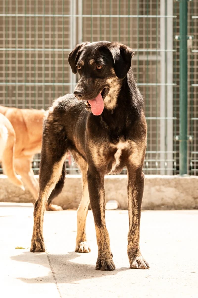 Thiago, male young Mixed Breed for adoption at Canile Rifugio di Brescia, Brescia