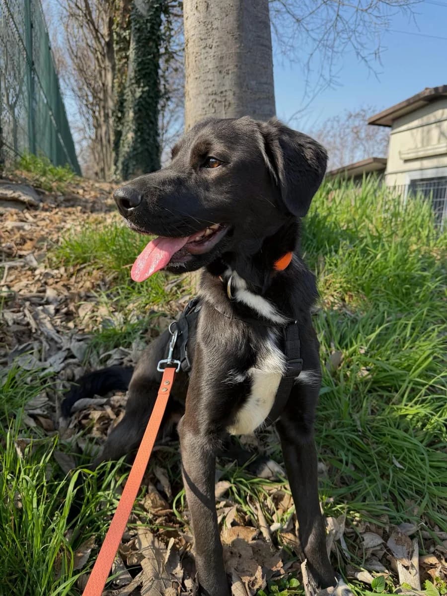 Rudy, male young Mixed Breed for adoption at Canile Rifugio di Brescia, Brescia