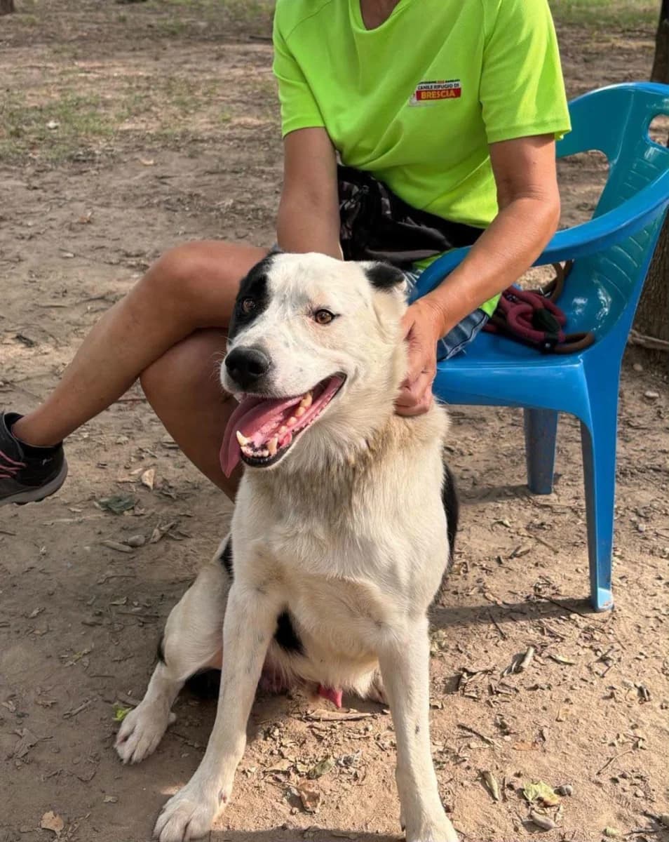 Pino, male young Mixed Breed for adoption at Canile Rifugio di Brescia, Brescia