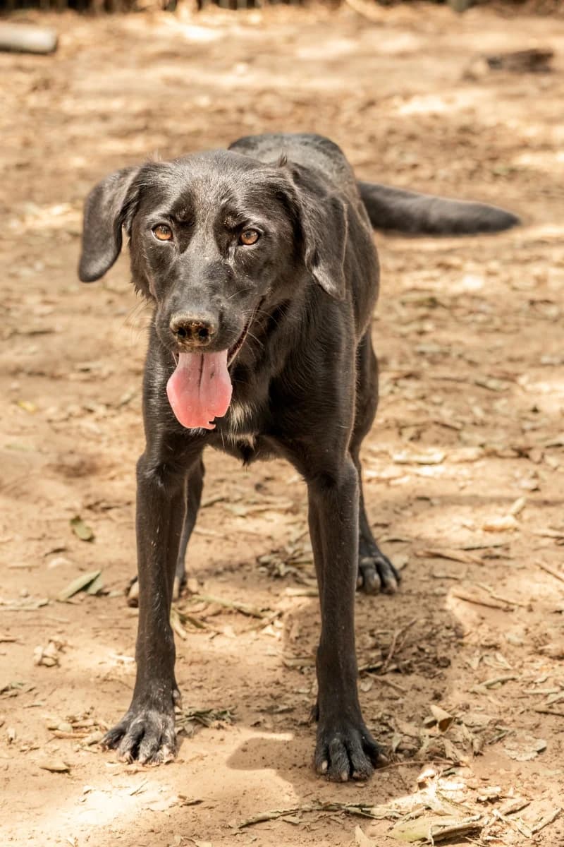 Stella, female young Mixed Breed for adoption at Canile Rifugio di Brescia, Brescia