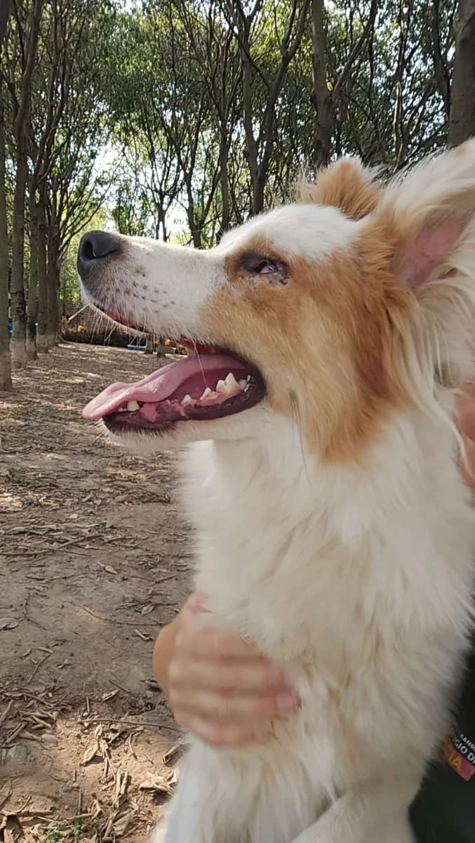 Blindo, male young Mixed Breed for adoption at Canile Rifugio di Brescia, Brescia