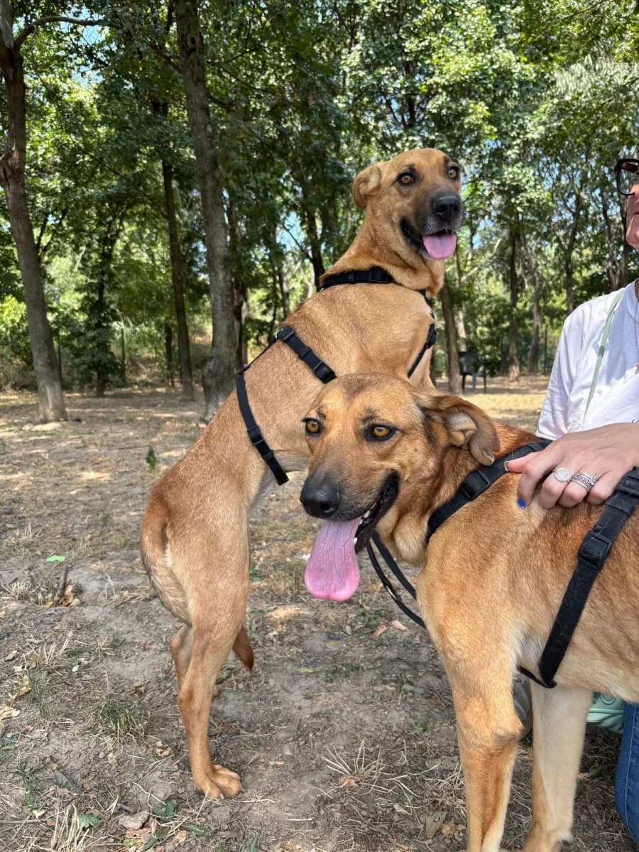 Flora E Cola, female 4yo Mixed Breed for adoption at Canile Rifugio di Brescia, Brescia