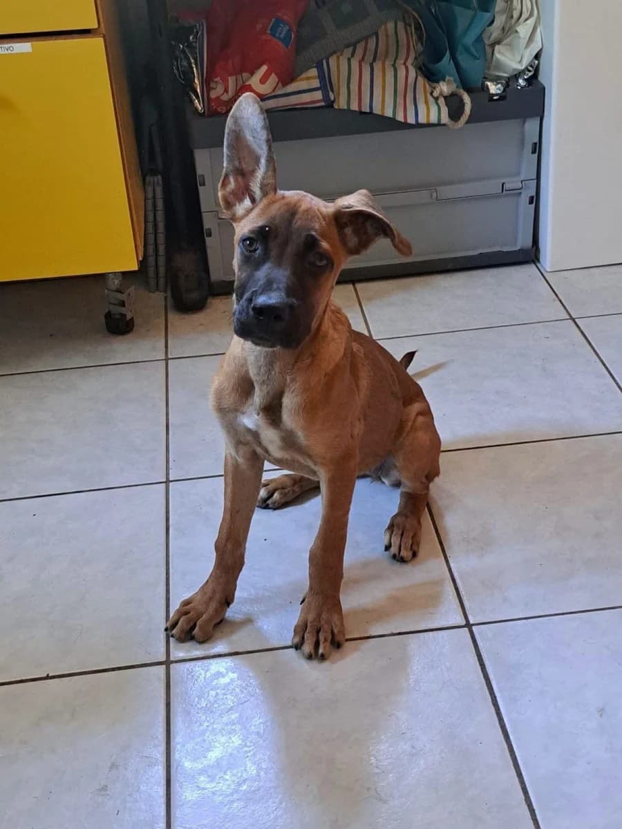 Sally, female puppy Mixed Breed for adoption at Canile Rifugio di Brescia, Brescia