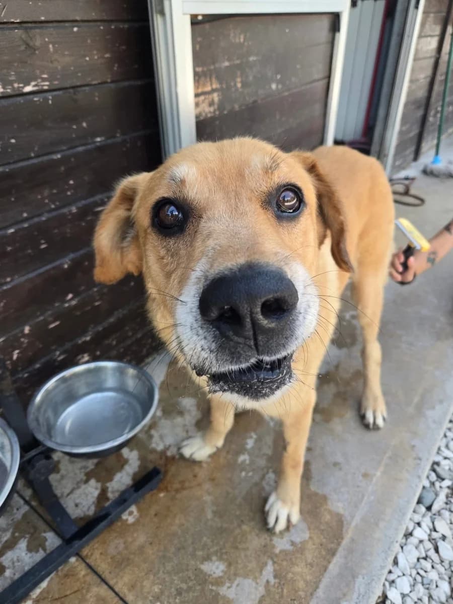 Gio, male 3yo Mixed Breed for adoption at Canile Rifugio di Brescia, Brescia