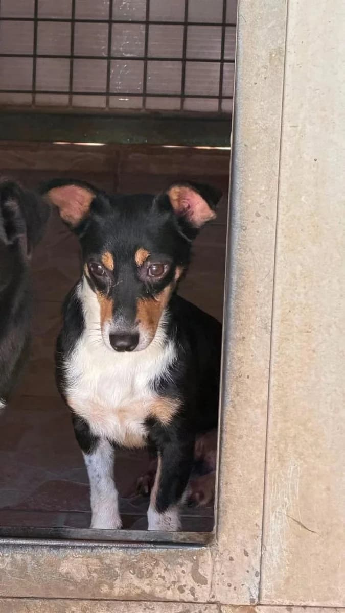 Pinna, female puppy Mixed Breed for adoption at Canile Rifugio di Brescia, Brescia