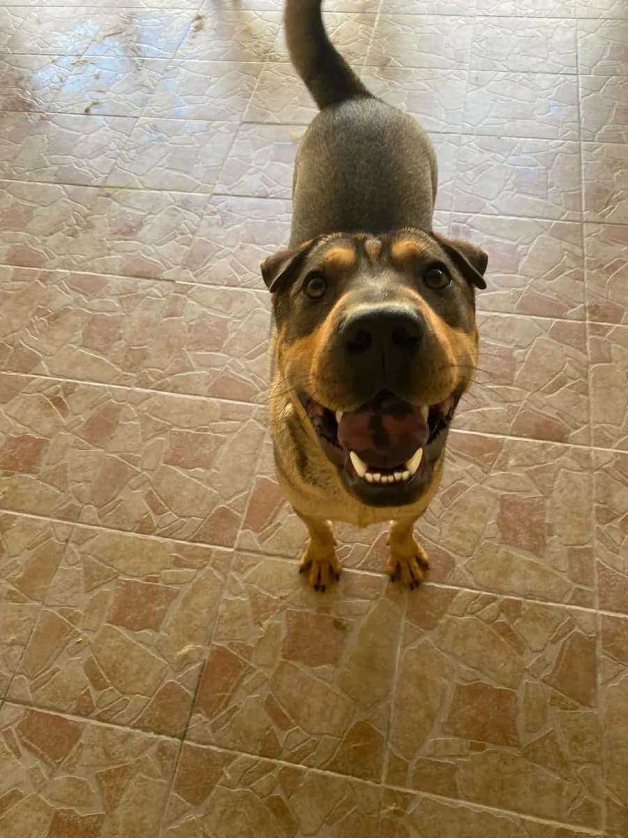 Sharpy, male young Mixed Breed for adoption at Canile Rifugio di Brescia, Brescia