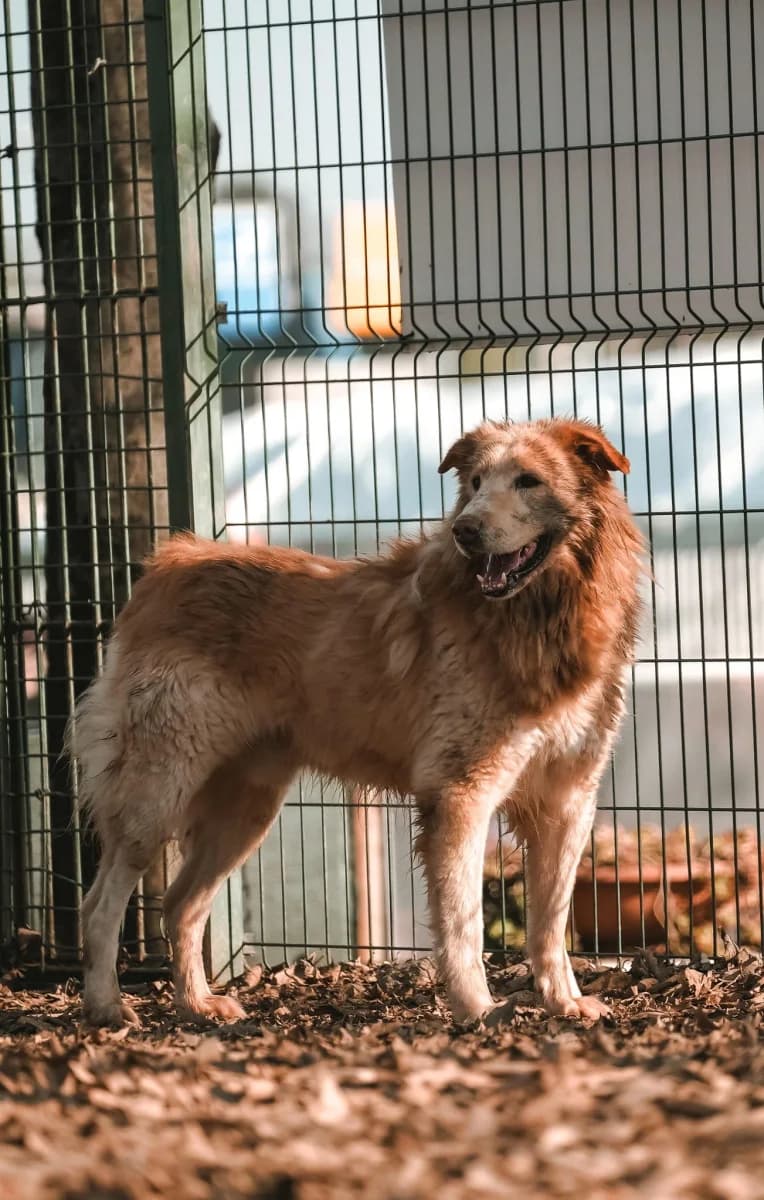 Cico, male senior Mixed Breed for adoption at Canile Rifugio di Brescia, Brescia