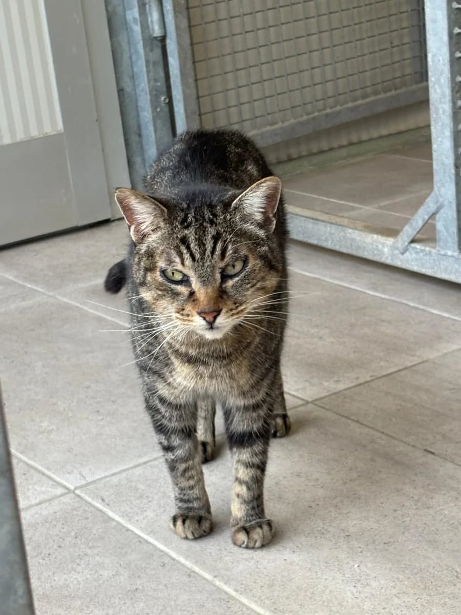 Beso, male Mixed Breed for adoption at Canile Rifugio di Brescia, Brescia