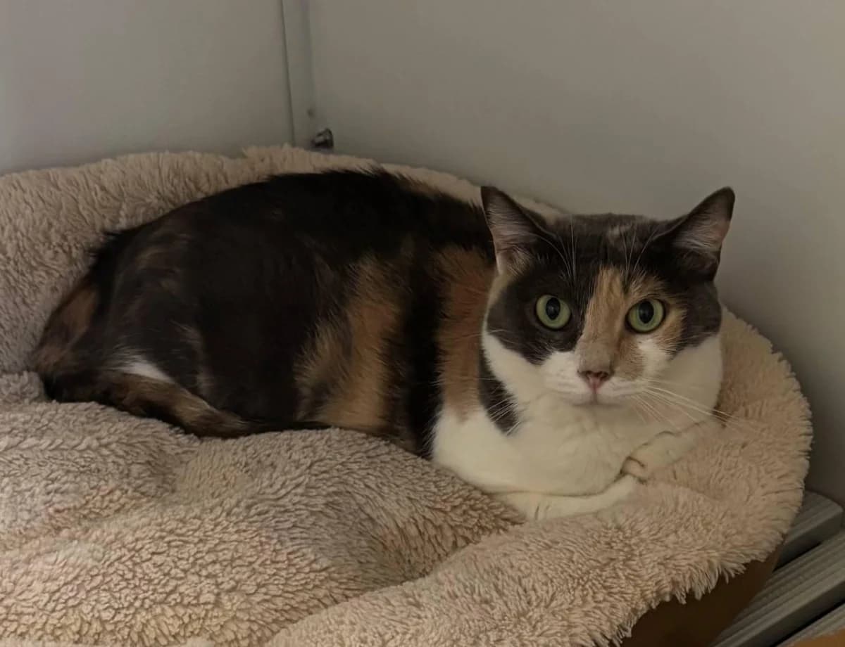 Nicole, female Mixed Breed for adoption at Canile Rifugio di Brescia, Brescia