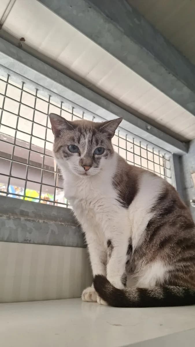 Luna, female 3yo Mixed Breed for adoption at Canile Rifugio di Brescia, Brescia