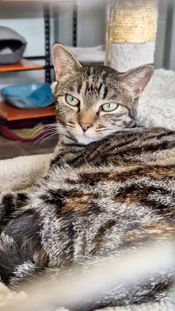 Lola, female 7yo Mixed Breed for adoption at Canile Rifugio di Brescia, Brescia