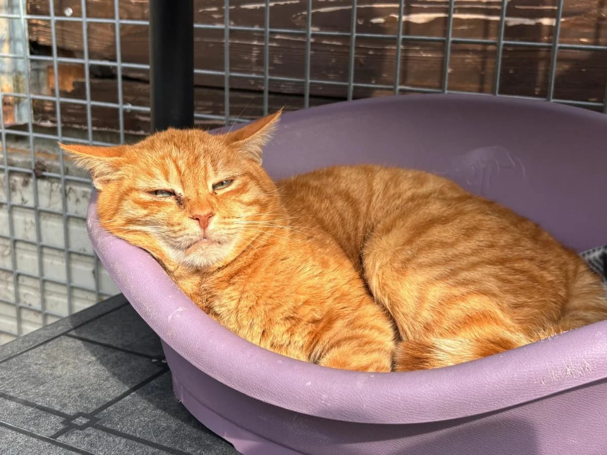 Rossa, female senior Mixed Breed for adoption at Canile Rifugio di Brescia, Brescia
