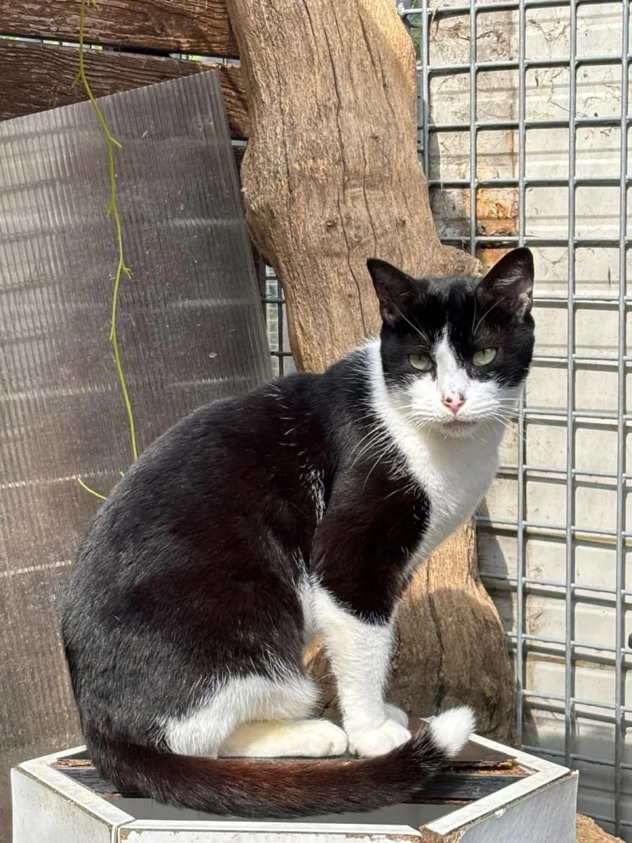 Felix, male 7yo Mixed Breed for adoption at Canile Rifugio di Brescia, Brescia