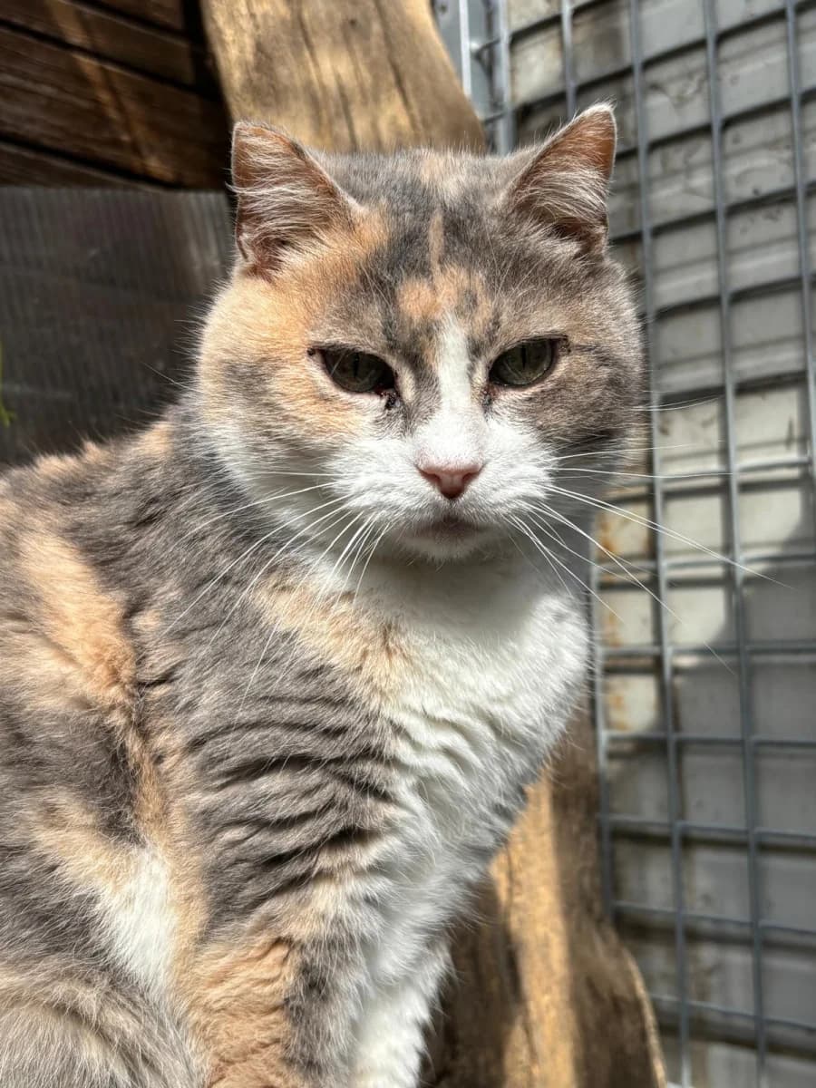 Cindy, female senior Mixed Breed for adoption at Canile Rifugio di Brescia, Brescia