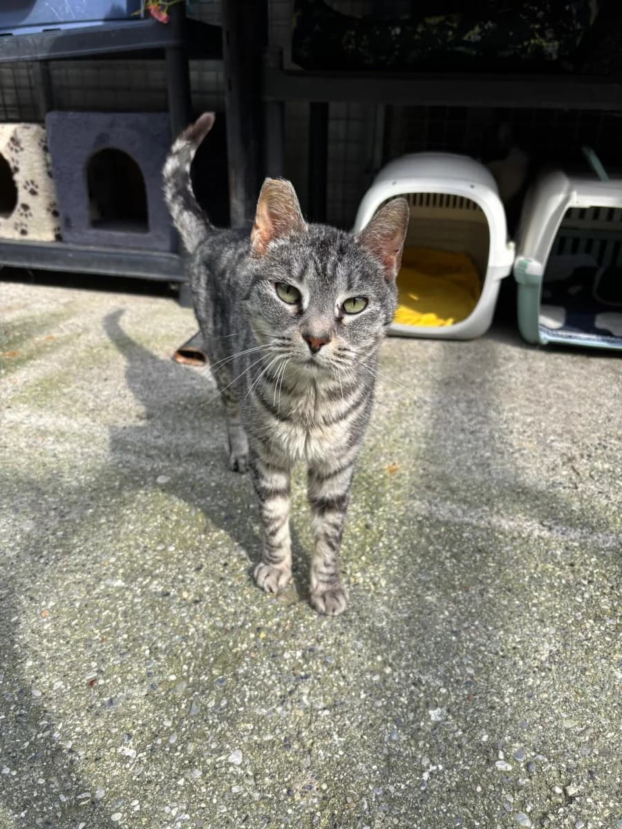 Emily, female 7yo Mixed Breed for adoption at Canile Rifugio di Brescia, Brescia