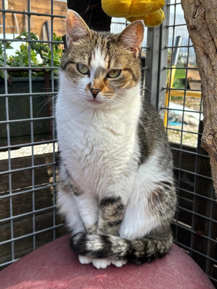Fujico, female 3yo Mixed Breed for adoption at Canile Rifugio di Brescia, Brescia