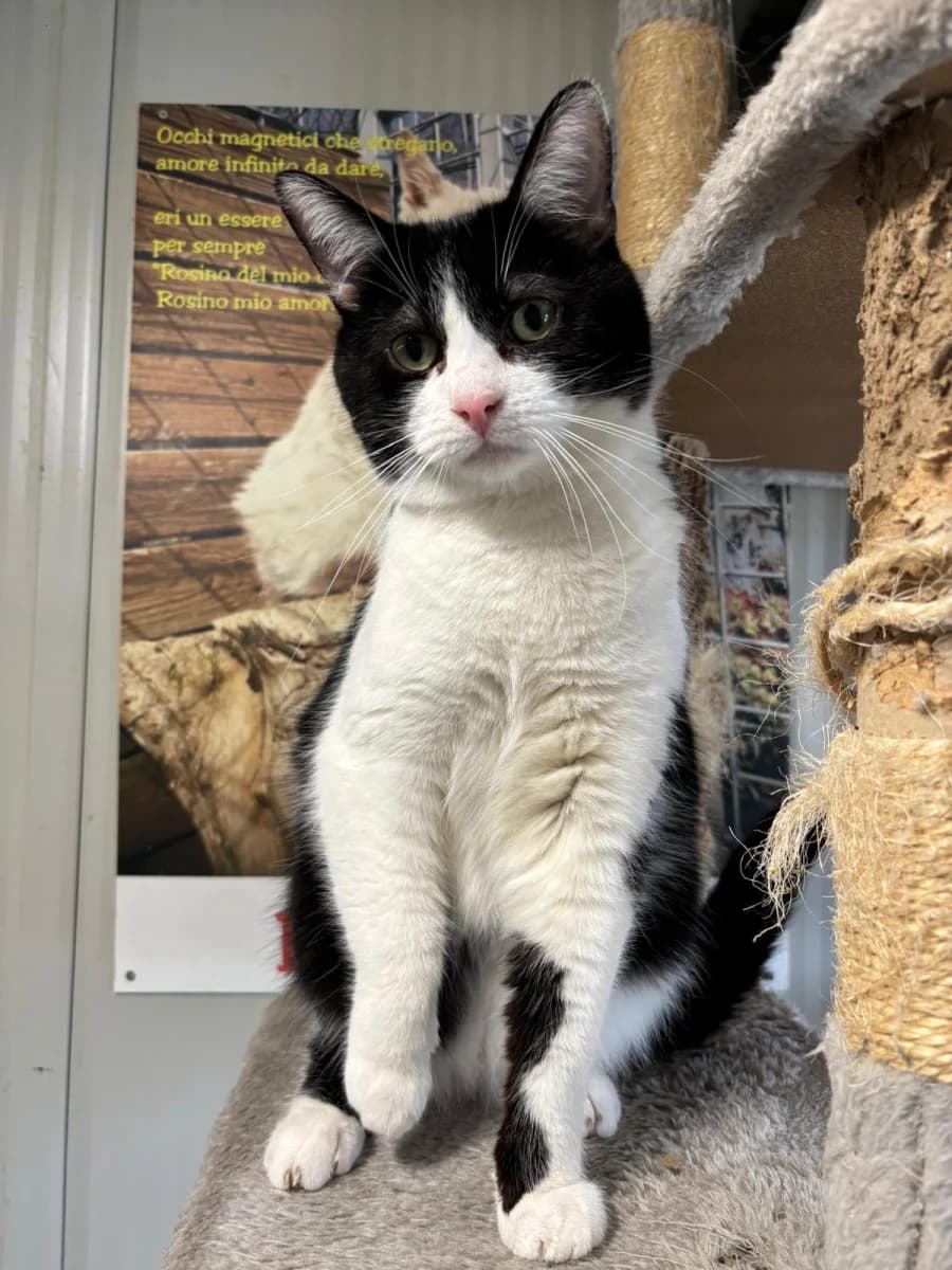 Pechino, male 3yo Mixed Breed for adoption at Canile Rifugio di Brescia, Brescia