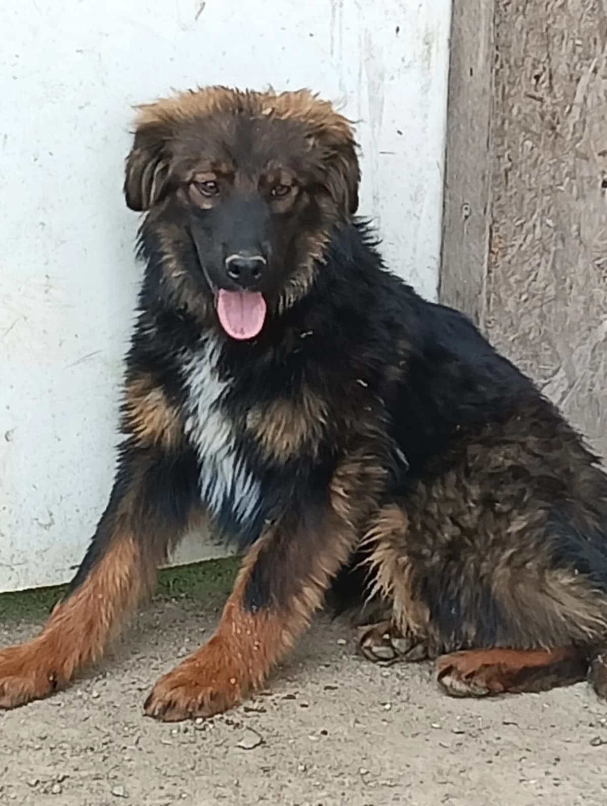 ACHILLE, male young German Shepherd for adoption at Casa del Cane Vagabondo